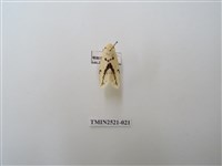 藏品(菊池污燈蛾)的圖片